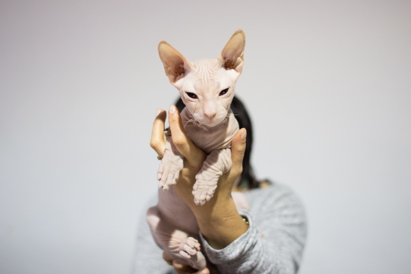 "Зважений і пухнастий": кіт Кекс виграв битву гігантів на виставці в Києві